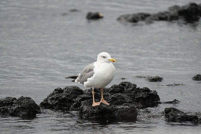 Co Znamená sea lion ? Anglicko Český Slovník