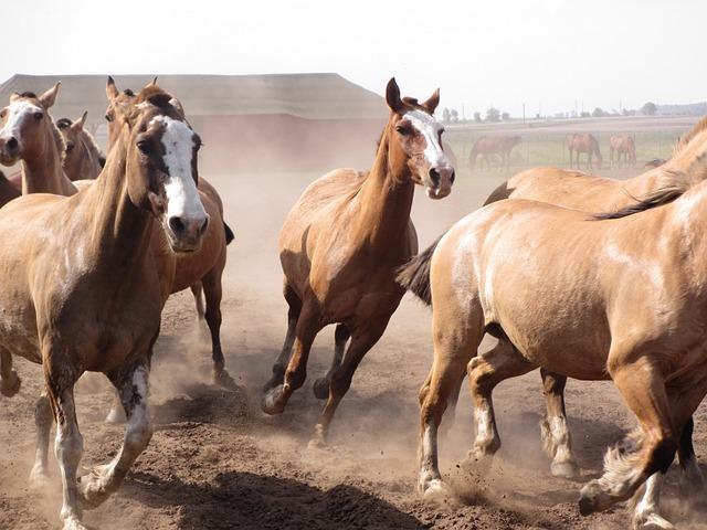 Překlad: stampede  – Anglicko-Český Překladač