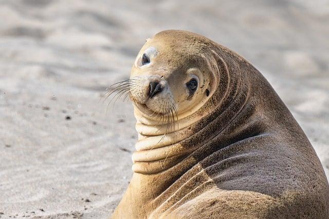 Rozdíly‌ mezi ⁣sea lion a těžko⁣ přeložitelnými slovy v češtině