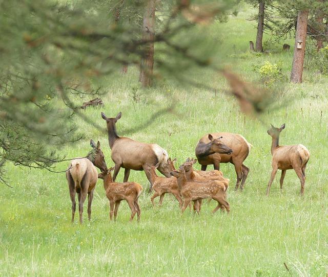 Význam slova: babysitter  - Anglicko-Český Překladač