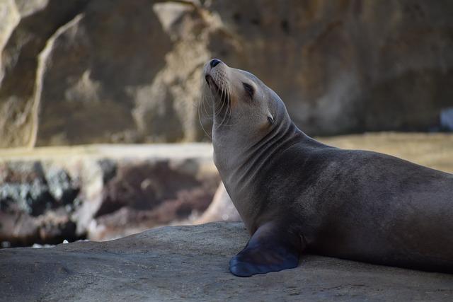 Jak se ​slovo sea​ lion‍ používá ‍v⁤ běžné anglické konverzaci?