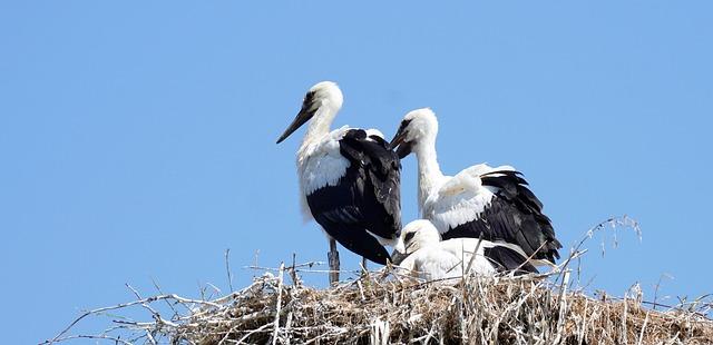 Rattle v češtině: význam a překlad do ⁣angličtiny