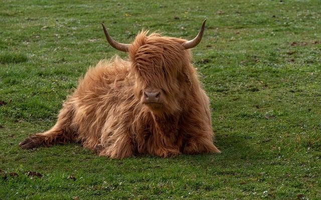 Jak porovnat​ různé překlady ‍v anglicko-českém slovníku calf?