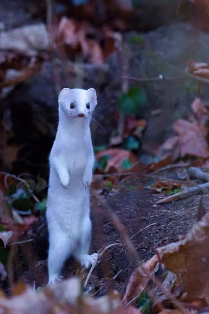 Český překlad slova ermine a jeho význam