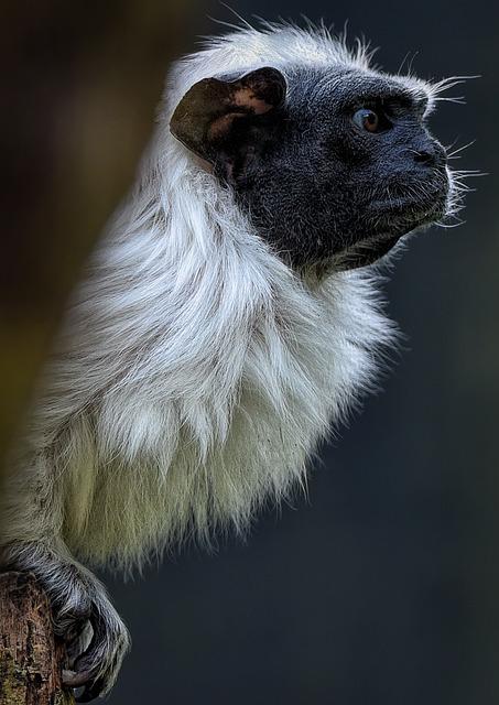 Il a jeho různé významy⁣ v anglicko-českém překladu