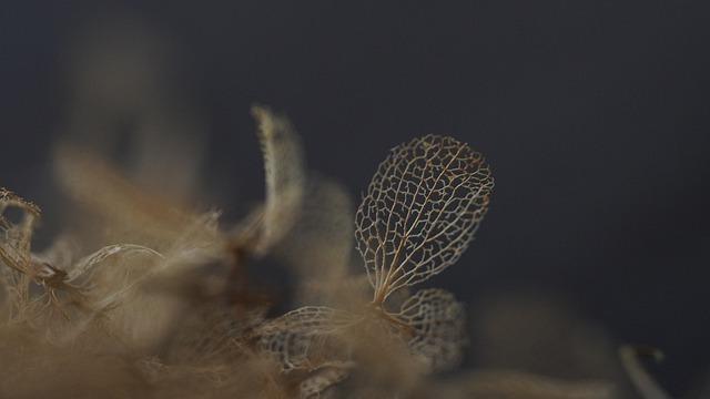 Význam Slova“ is wilting “ Anglicko Český Překladač