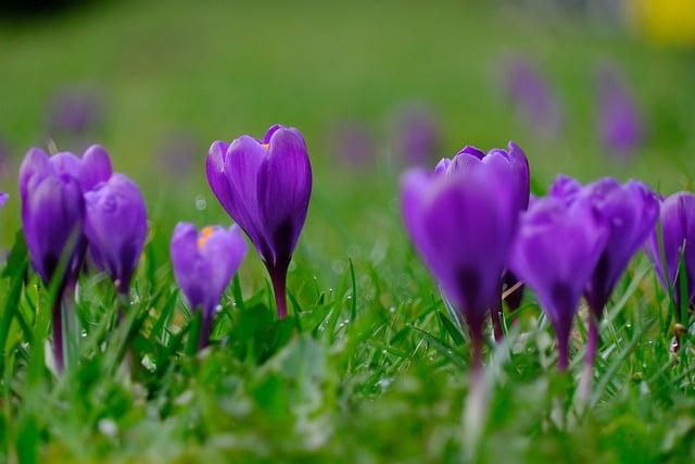 Význam slova: purple  – Anglicko-Český Překladač