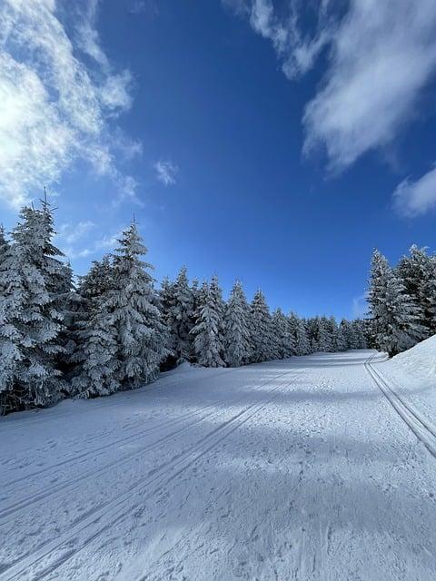 conifer  – Co to znamená? Anglicko-Český Překladač