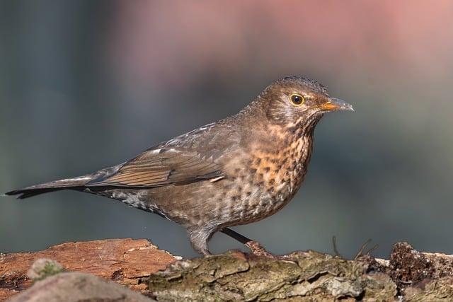 Překlad: bluebird  – Anglicko Český Překladač