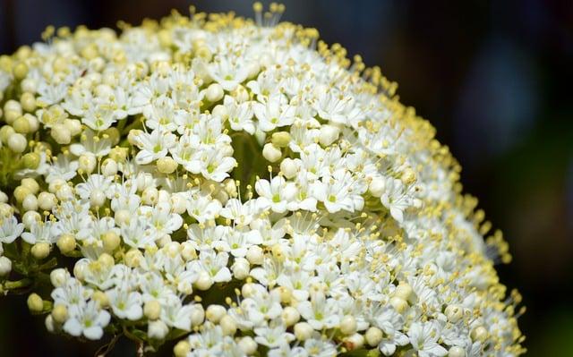 Význam Slova“ elderberry “ Anglicko Český Překladač