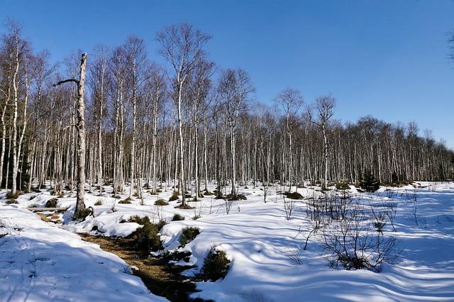 Překlad: peat  – Anglicko-Český Slovník