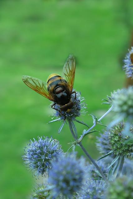 hornet  – Co to znamená? Anglicko-Český Překladač