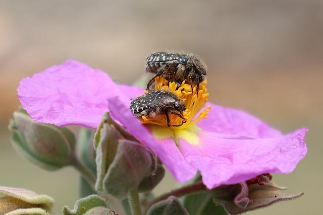 scarab  – Co to znamená? Anglicko-Český Slovník