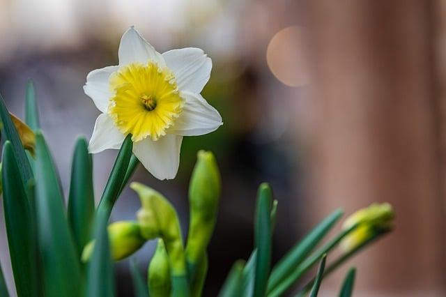 Překlad: daffodil  – Anglicko-Český Překladač