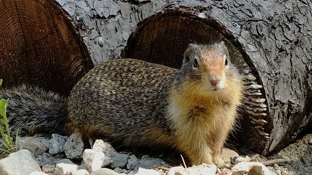 Překlad: gopher  – Anglicko-Český Překladač