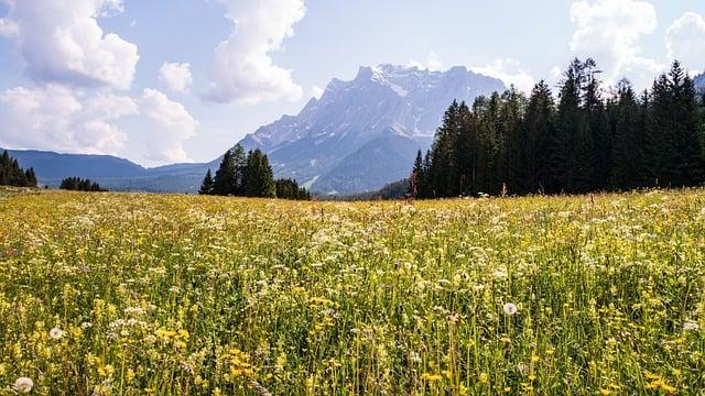 Překlad“ dandelion „