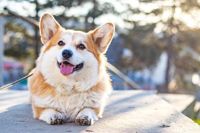 Podrobný popis vlastností a chování plemene Corgi