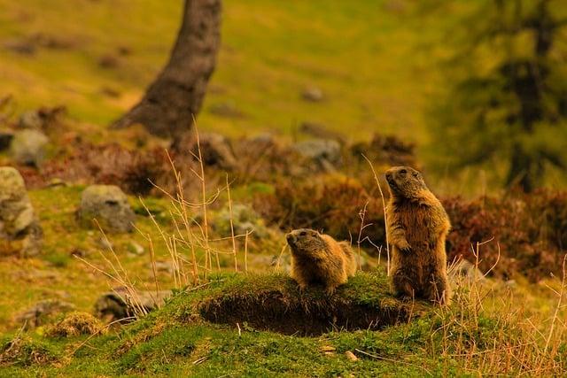 Co Znamená capybara ? Anglicko-Český Překladač