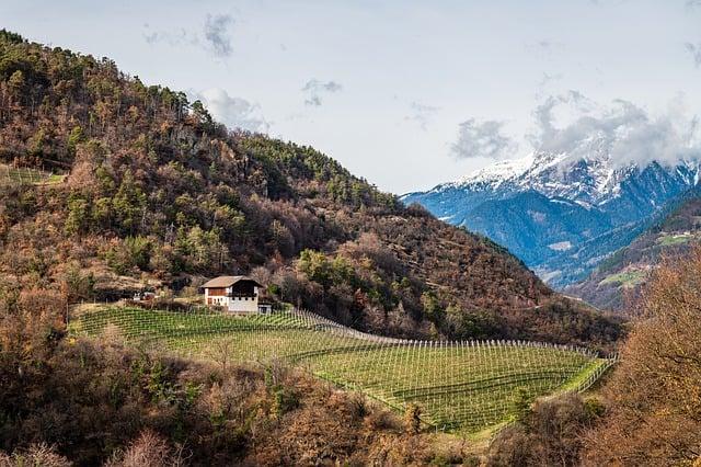 Anglicko-český překladač pro termín vineyard