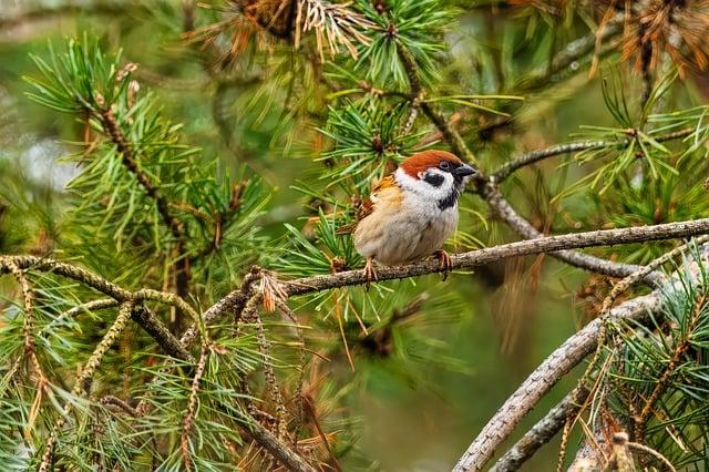 Jak funguje Anglicko-Český Překladač Conifer?