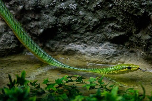 Proč je důležité správné použití slova 'serpent' ve vašem obsahu