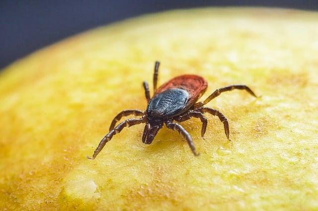 Jak využít Anglicko-Český Slovník k pochopení termínu ticks