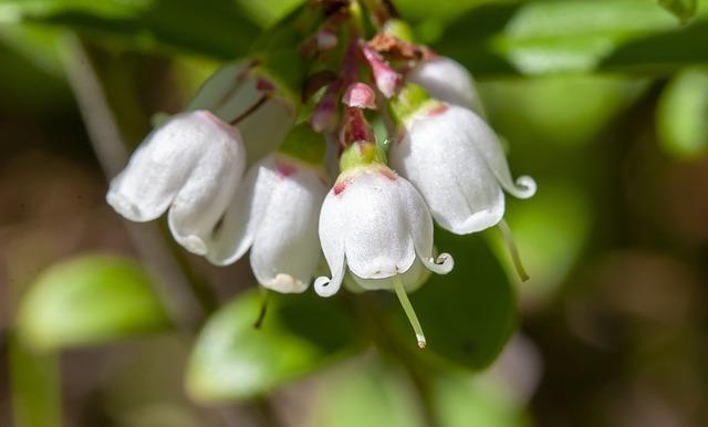 Naučte se správně používat lingonberry ve vašem obsahu