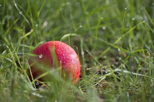 - Význam a využití Windfall v anglicko-českém překladu