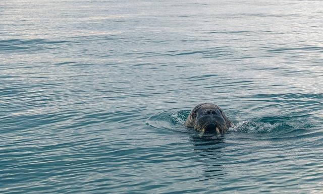 Překlad: walrus  – Anglicko-Český Slovník