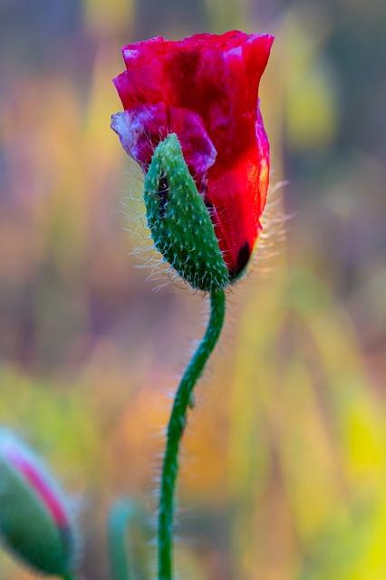 horticulture  – Co to znamená? Anglicko-Český Překladač