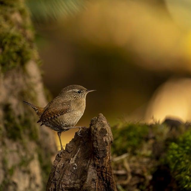 Význam Slova“ troglodyte “ Anglicko Český Překladač