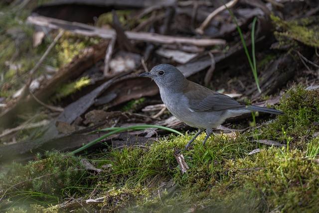 shrike  – Co to znamená? Anglicko Český Překladač