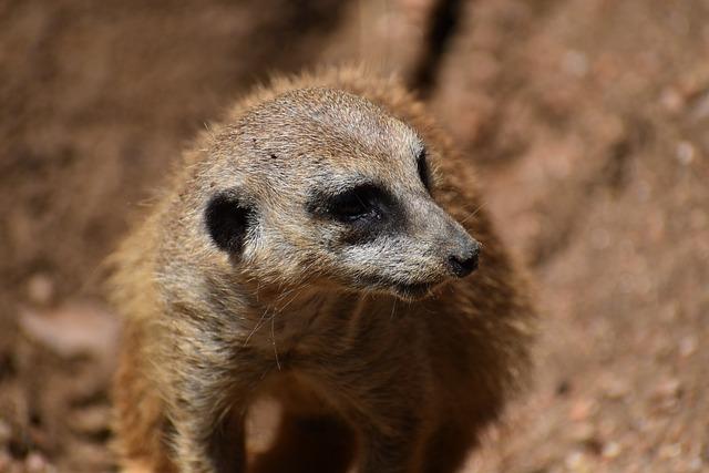 Význam Slova“ racoon “ Anglicko Český Překladač