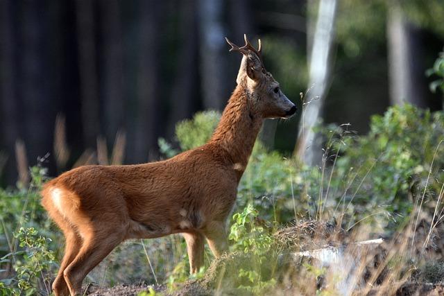 Význam slova: roebuck  – Anglicko-Český Překladač