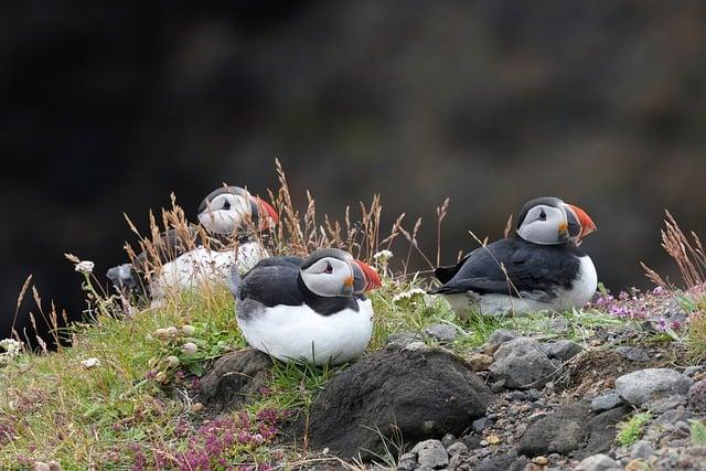 Význam slova: puffin  – Anglicko-Český Překladač