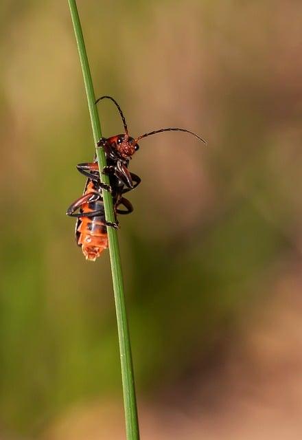 bug  – Co to znamená? Anglicko Český Slovník