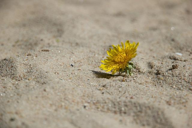 Překlad: resilience  – Anglicko-Český Překladač