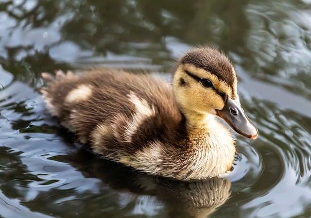 Význam slova: duck  – Anglicko Český Překladač