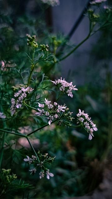 Překlad: coriander  – Anglicko Český Slovník