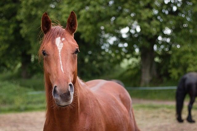 gelding  – Co to znamená? Anglicko Český Překladač