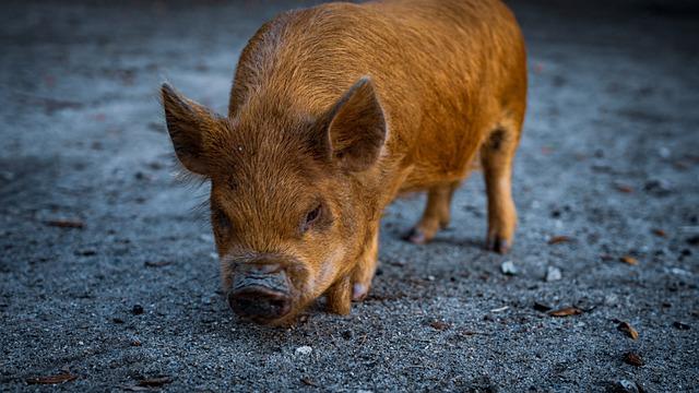 Význam Slova“ porcupine “ Anglicko Český Překladač