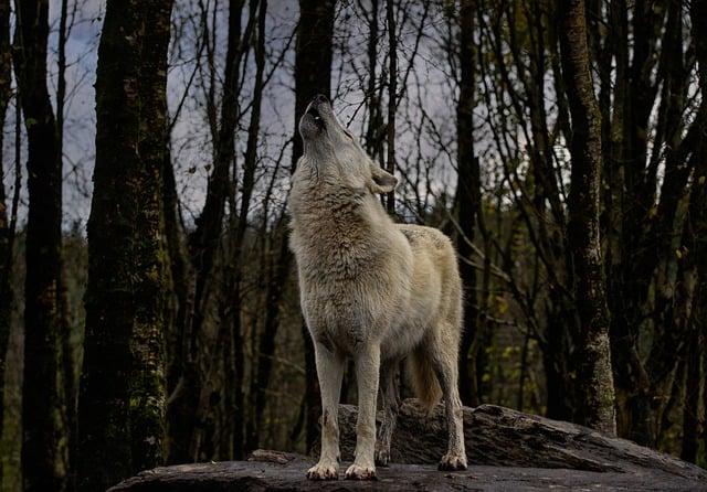 Překlad: howl  – Anglicko Český Překladač