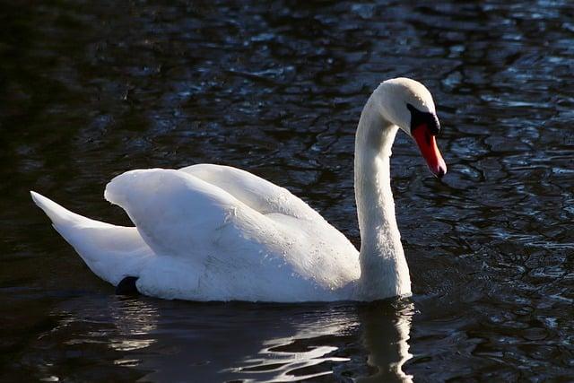 Co Znamená pond ? Anglicko Český Překladač