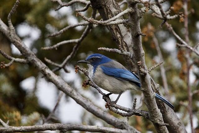 Překlad: jay  – Anglicko Český Překladač