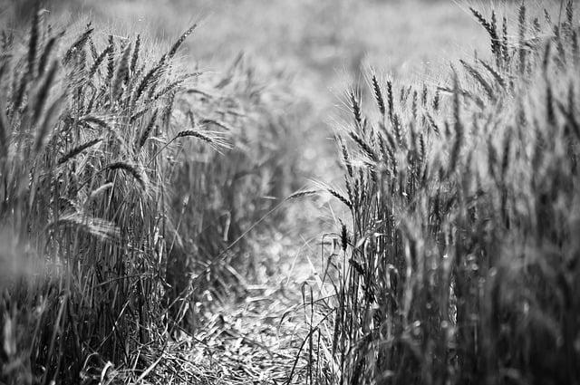 Překlad: agricultural  – Anglicko Český Překladač