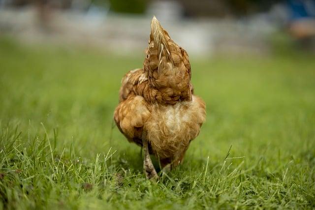 Význam slova: butts  – Anglicko-Český Překladač