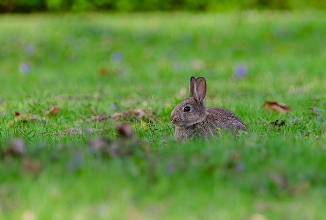 Překlad“ bunny „