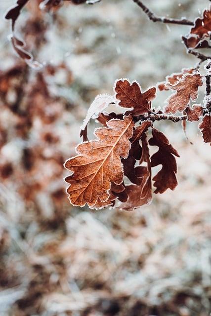 Jak správně přeložit slovo oak do češtiny