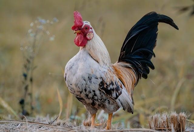 Jak se vyvarovat‍ chyb při používání slova cock v češtině?