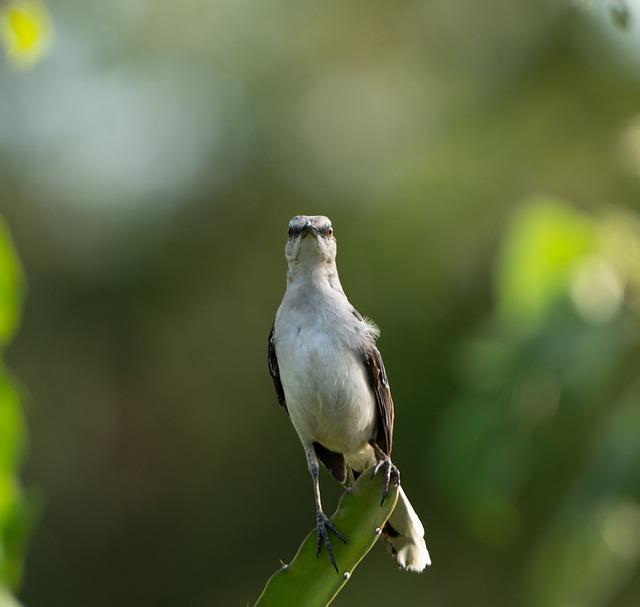 Jak⁢ správně používat slovo mockingbird ve ‍větě?